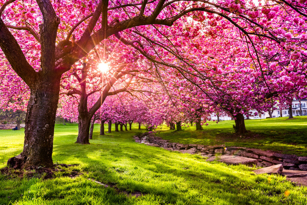 Cherry tree blossom explosion in Hurd Park, Dover, New Jersey